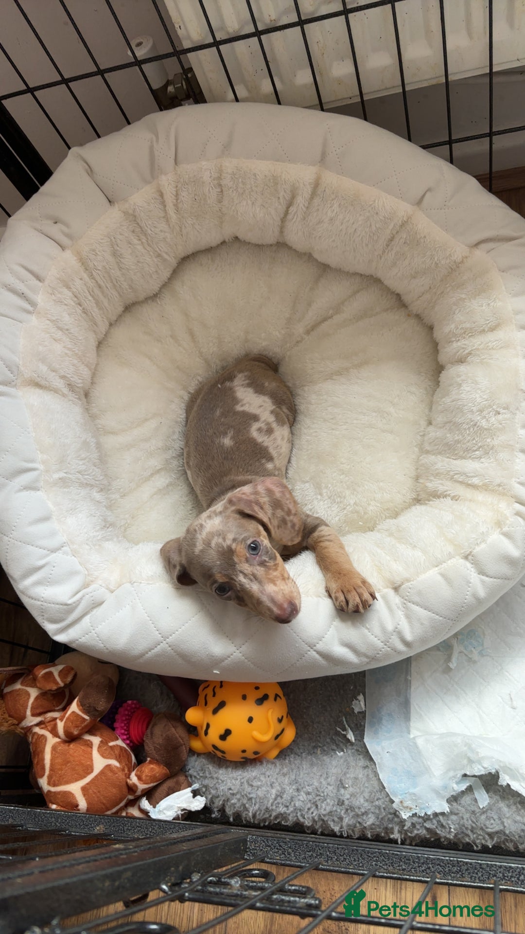 Miniature Dachshund dogs for sale: Stunning miniature dachshunds in Kidderminster - Image 11
