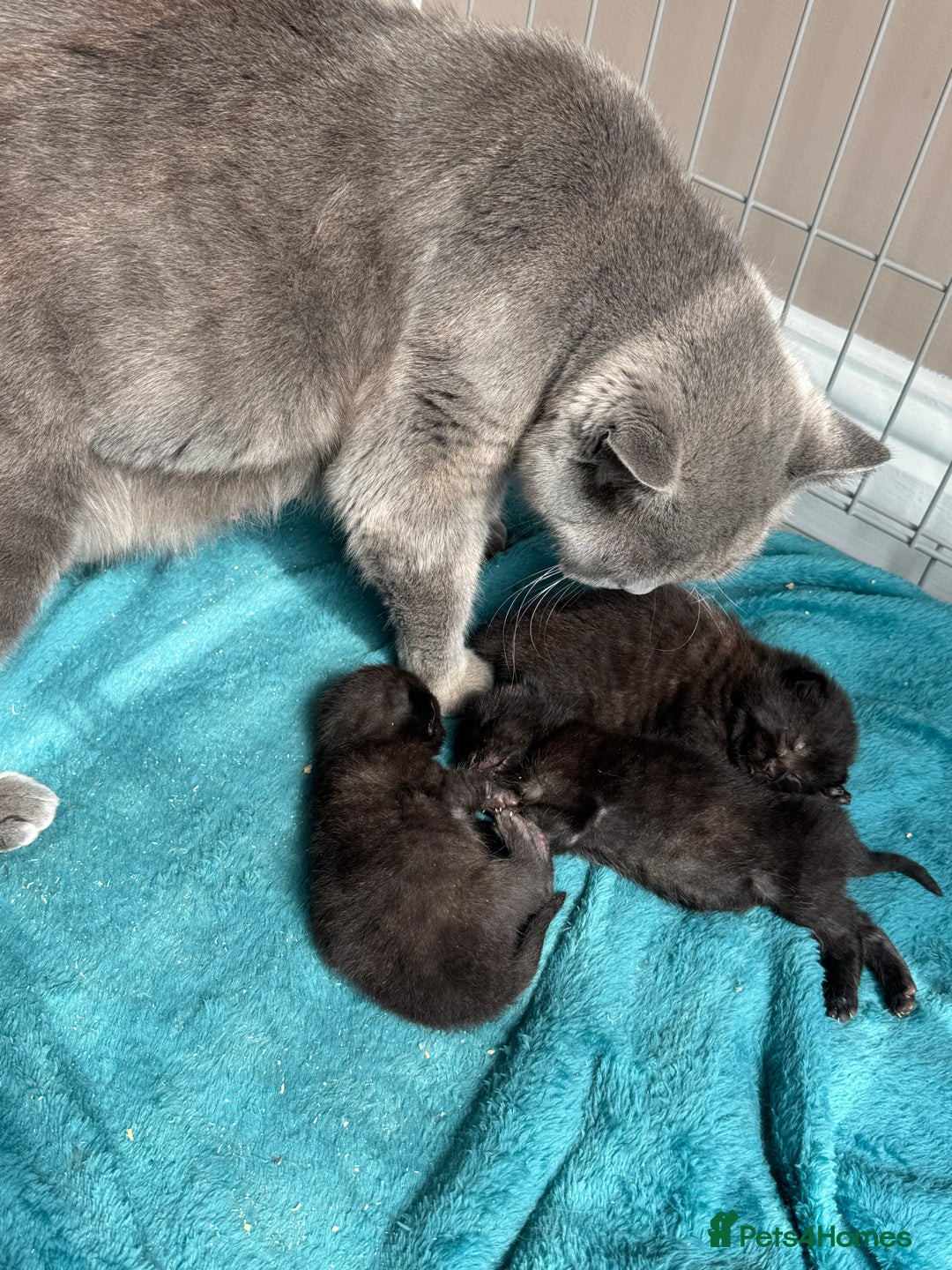 British Shorthair cats for sale: British Shorthair Black - Image 4