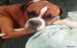 Boxer dogs for sale: Female dog for sale - Image 3
