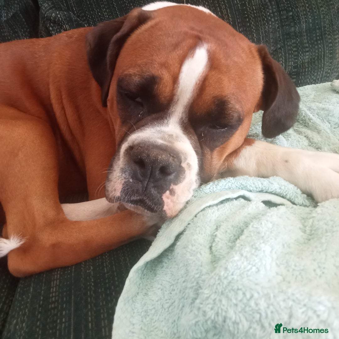 Boxer dogs for sale: Female dog for sale - Image 3