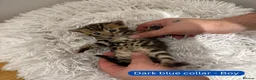Bengal cats for sale: Luxury 5-Generation-Pedigree Bengal Kittens - Advert 24