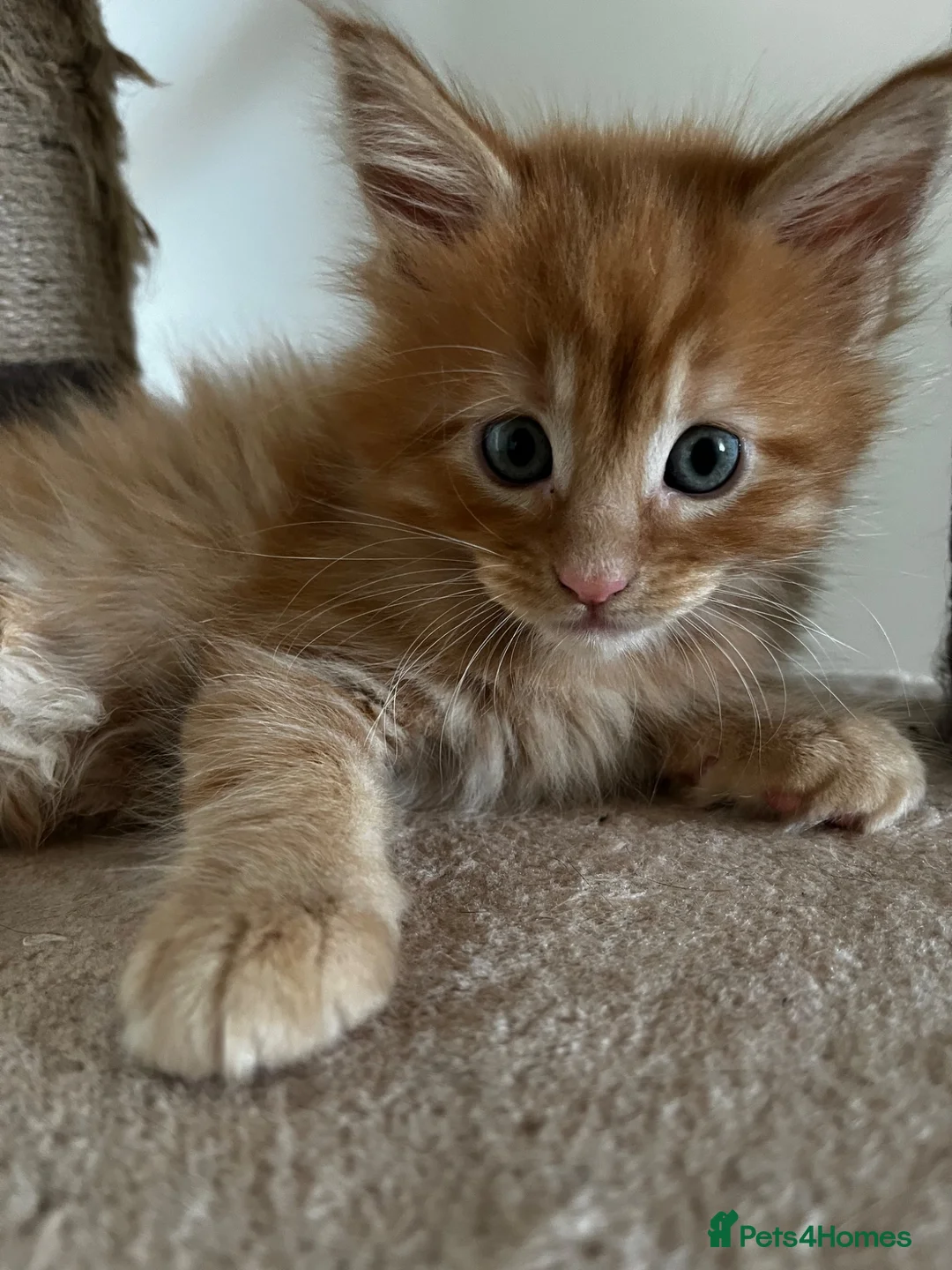 Maine Coon cats for sale: Beautiful Maine Coon Boy - Advert 20