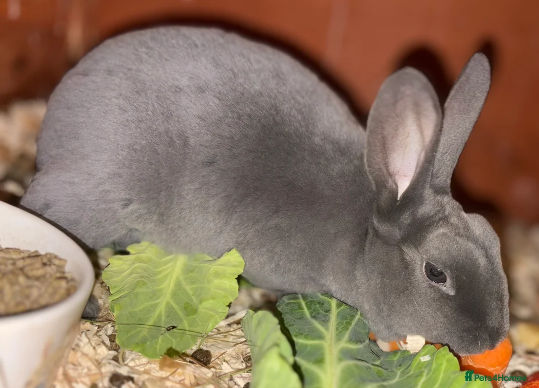 Mini Lop rabbits for sale: Mini Rex and mini lops - Advert 10