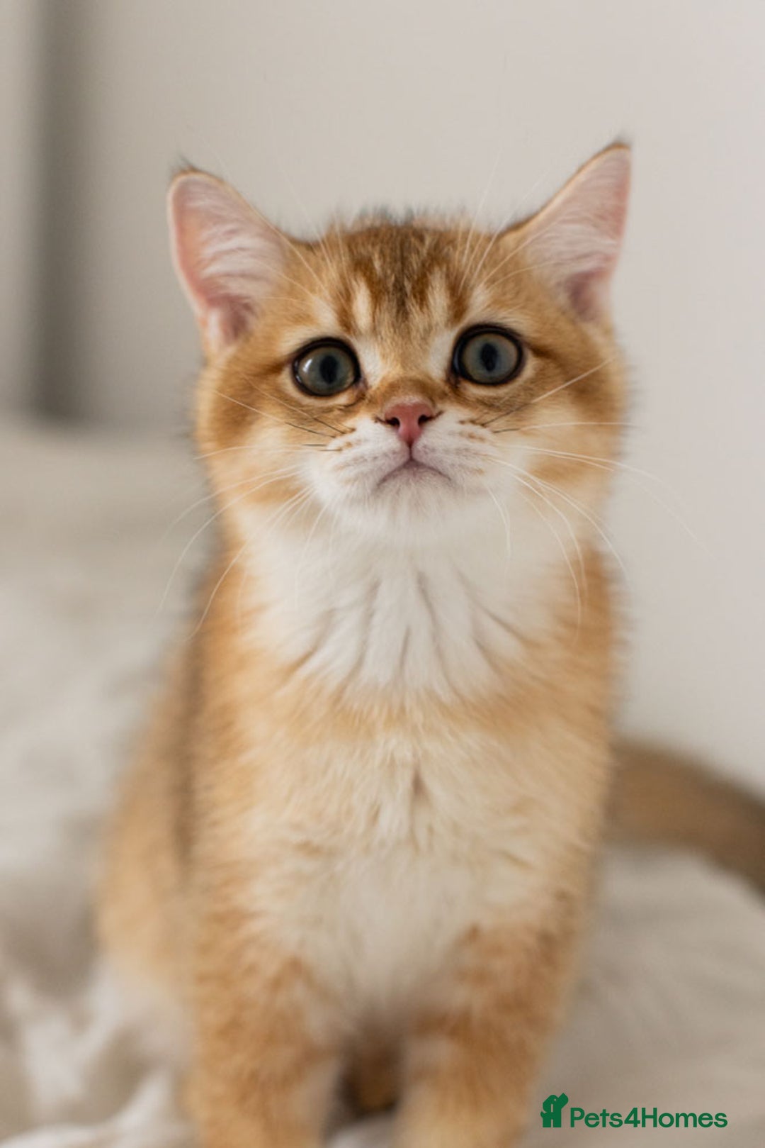 British Shorthair cats for sale: Ready now gorgeus Golden British SH male kitten - Image 3