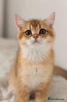 British Shorthair cats - Advert 11