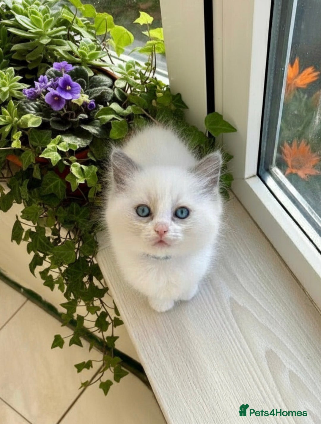 Ragdoll cats for sale: Gorgeous Fluffy Ragdoll Kittens  - Advert 10