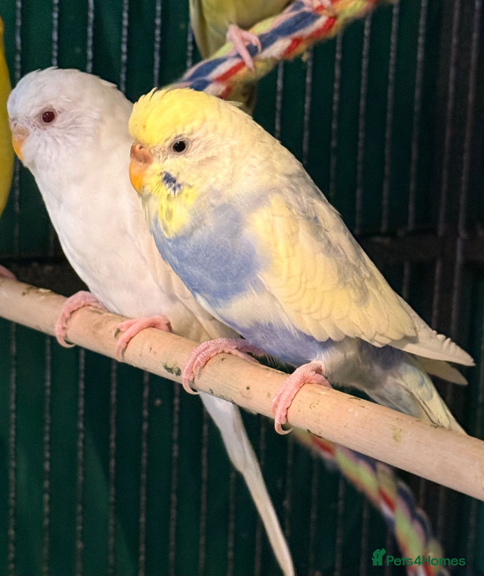 Budgerigars birds  bonded budgies  5 months old females  - Advert 1