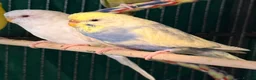Budgerigars birds for sale: Sold Young Bonded  —  rainbow 🌈 & white albino  - Advert 5