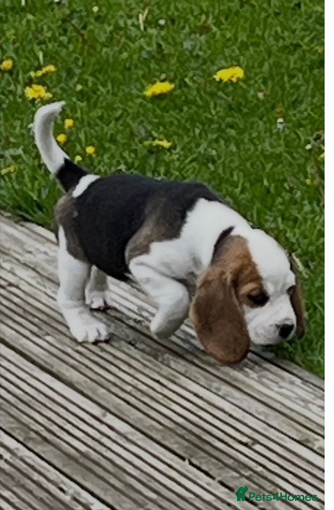 Beagle dogs for sale: Champion Bred Puppies (KC reg) - Advert 1