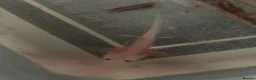 Other/Mixed Breed fish for sale: Baby axolotls  in Stanley - Advert 2