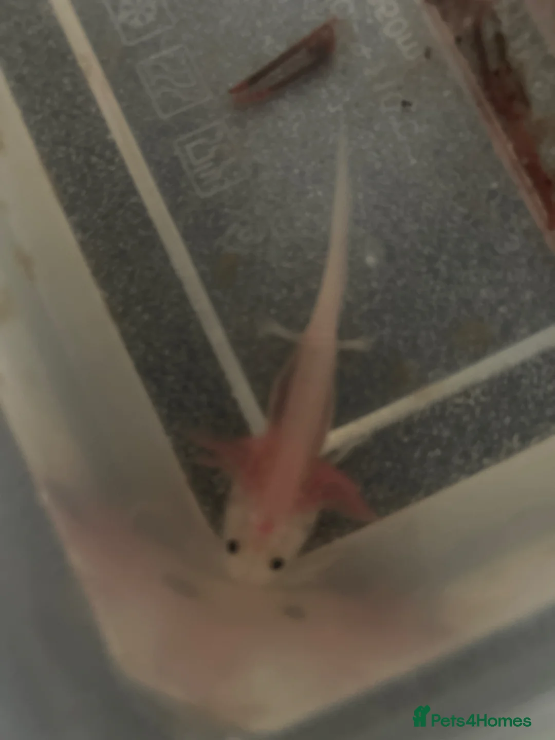 Other/Mixed Breed fish for sale: Baby axolotls  in Stanley - Advert 2