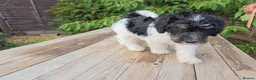 Standard Poodle dogs for sale: Parti Colour Fox Terrier x Standard Poodle Pups - Advert 38