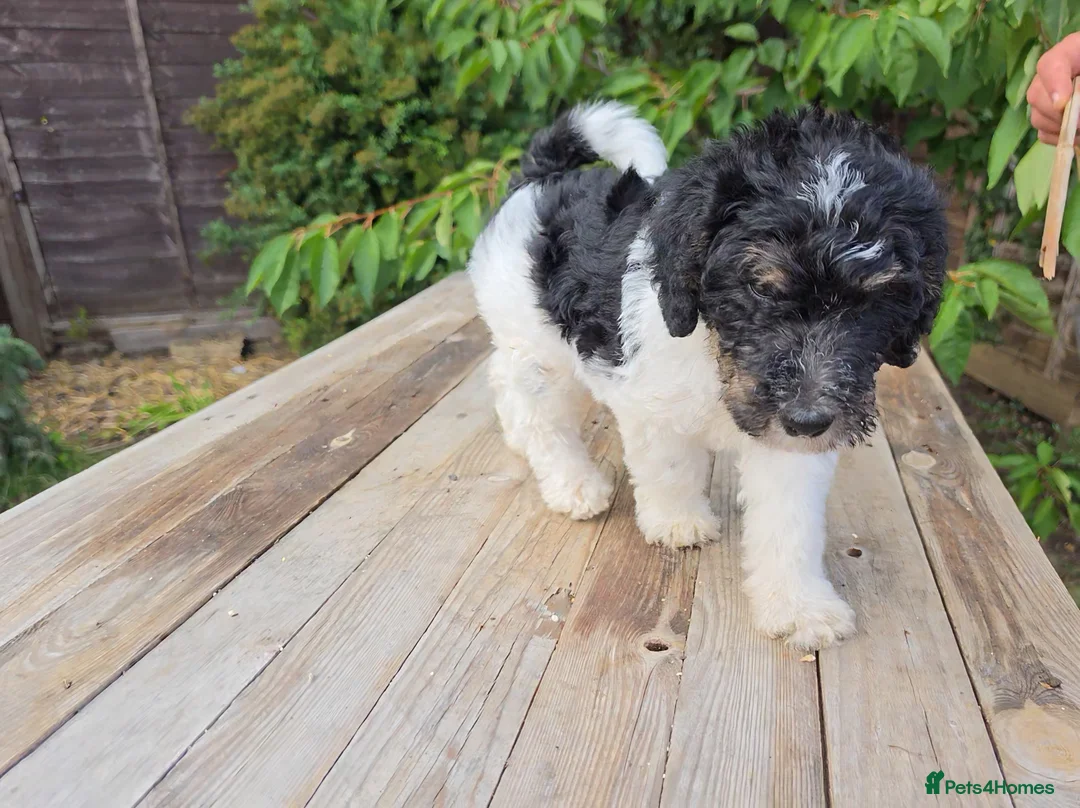 Standard Poodle dogs for sale: Parti Colour Fox Terrier x Standard Poodle Pups - Advert 38