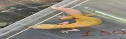 Leopard Gecko reptiles for sale: Albino leopard geckos cb26 in Gloucester - Advert 2