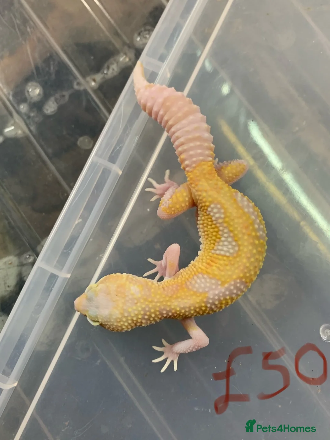 Leopard Gecko reptiles for sale: Albino leopard geckos cb26 in Gloucester - Advert 2