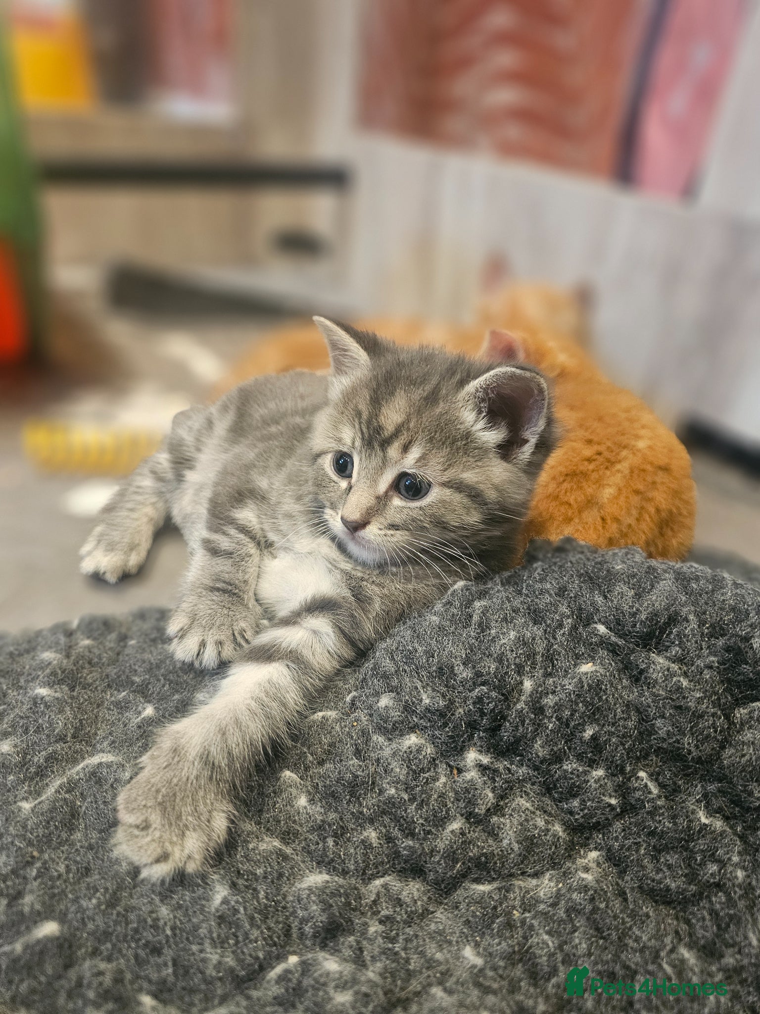 Mixed Breed cats for sale: Stunning Long Haired Kittens, rare colours🐾 💗 - Advert 3