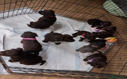 Sprocker dogs for sale: Beautiful litter of working type sprockers  - Image 14