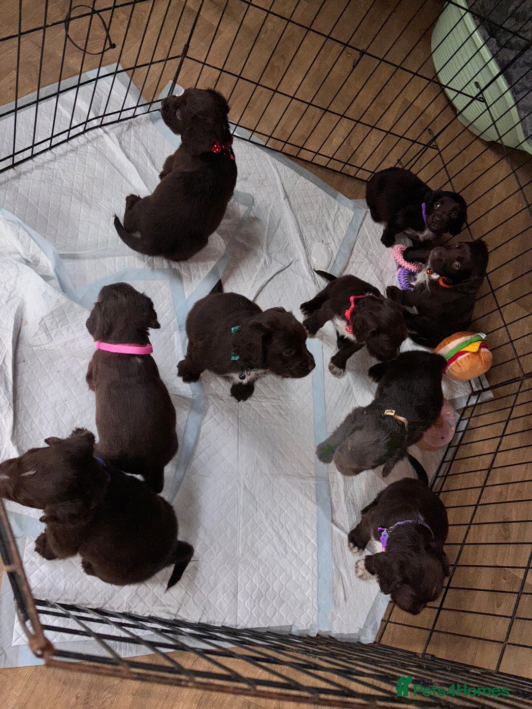Sprocker dogs for sale: Beautiful litter of working type sprockers  - Image 14