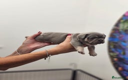 French Bulldog dogs for sale: 6 French Bulldog puppies (3 girls, 3 boys) - Image 9