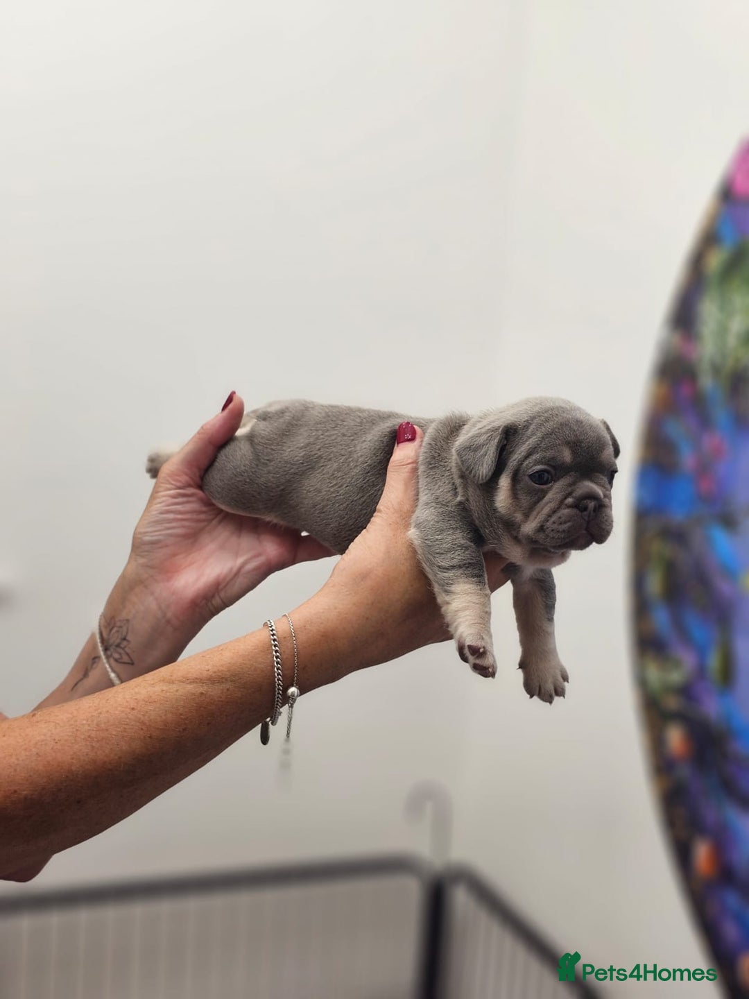French Bulldog dogs for sale: 6 French Bulldog puppies (3 girls, 3 boys) - Image 9