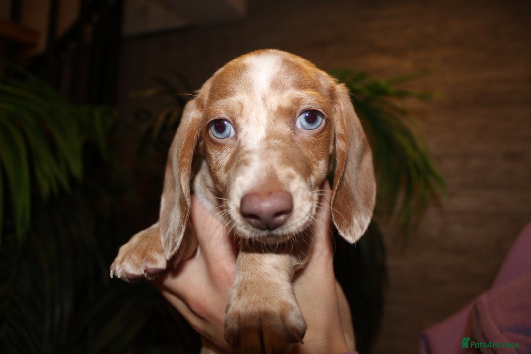Miniature Dachshund dogs for sale: Miniature Dachshund Puppies READY TO LEAVE! - Image 6