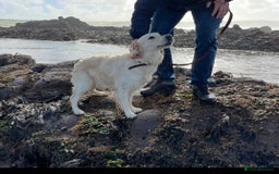 Golden Retriever dogs for sale: Gorgeous Golden Retriever for Rehoming   - Image 4