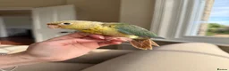 Conures birds for sale: Pineapple and Turquoise Conures - Advert 4