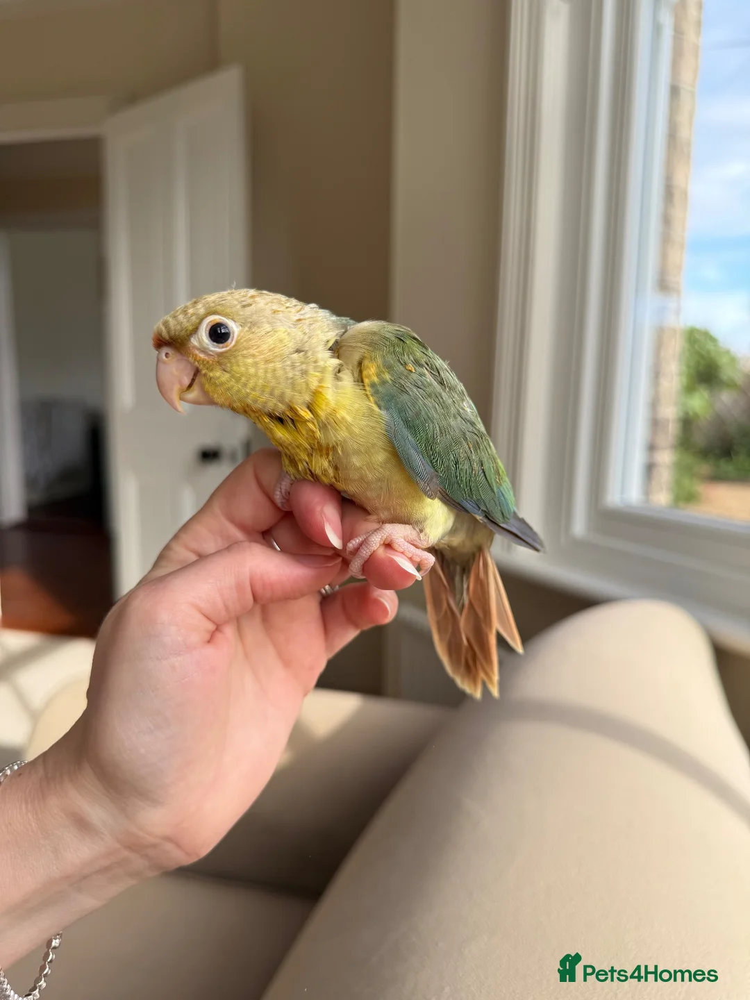 Conures birds for sale: Pineapple and Turquoise Conures - Advert 4
