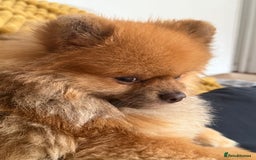 Pomeranian dogs for sale: Louis - Advert 4