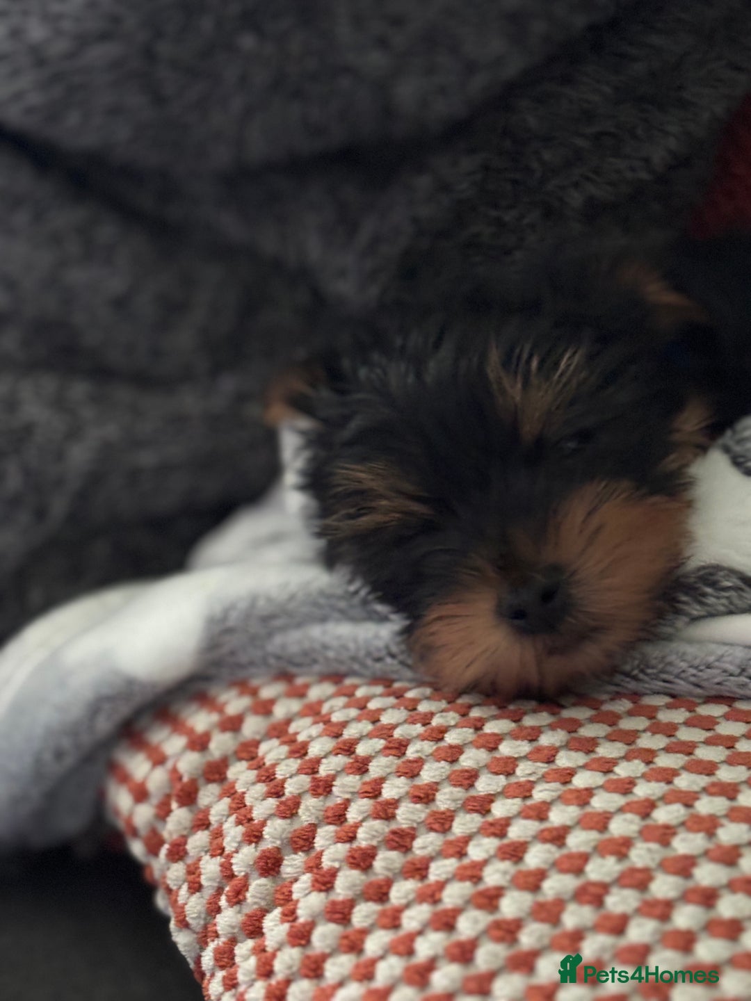 Yorkshire Terrier dogs for sale: Puppy Yorkshire Terrier  - Advert 4