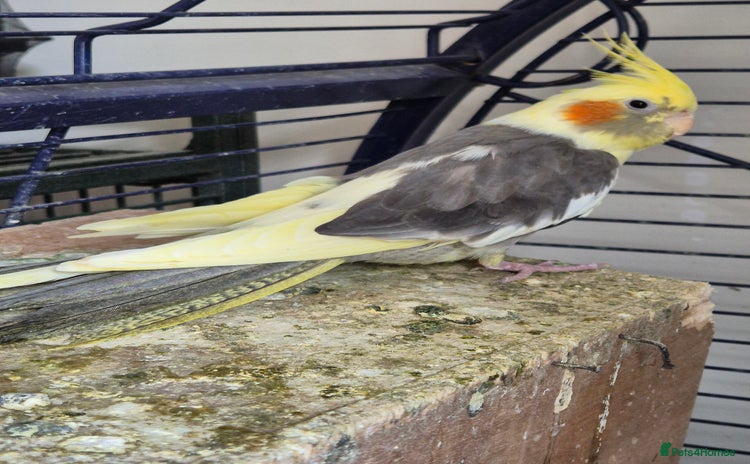 Cockatiels birds - Advert 3