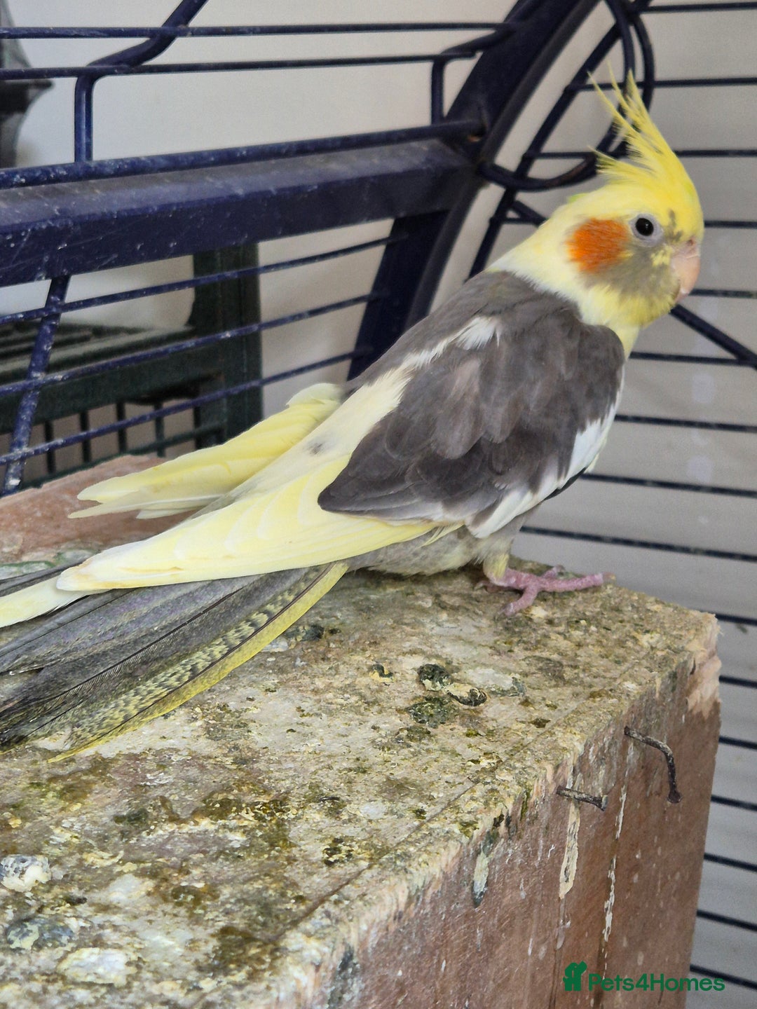 Cockatiels birds for sale: Cockatiels available - Image 1
