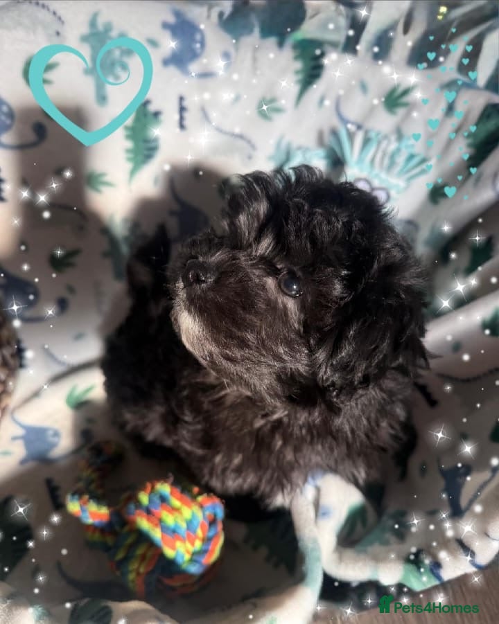 Maltipoo dogs Ready Now Exceptional Genuine F1 Maltipoo puppies  - Advert 13