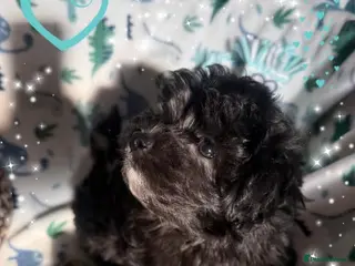 Maltipoo dogs Ready Now Exceptional Genuine F1 Maltipoo puppies - Advert 13