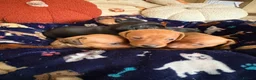 Miniature Dachshund dogs for sale: Kc reg 5 mini dachshund for sale  - Advert 20