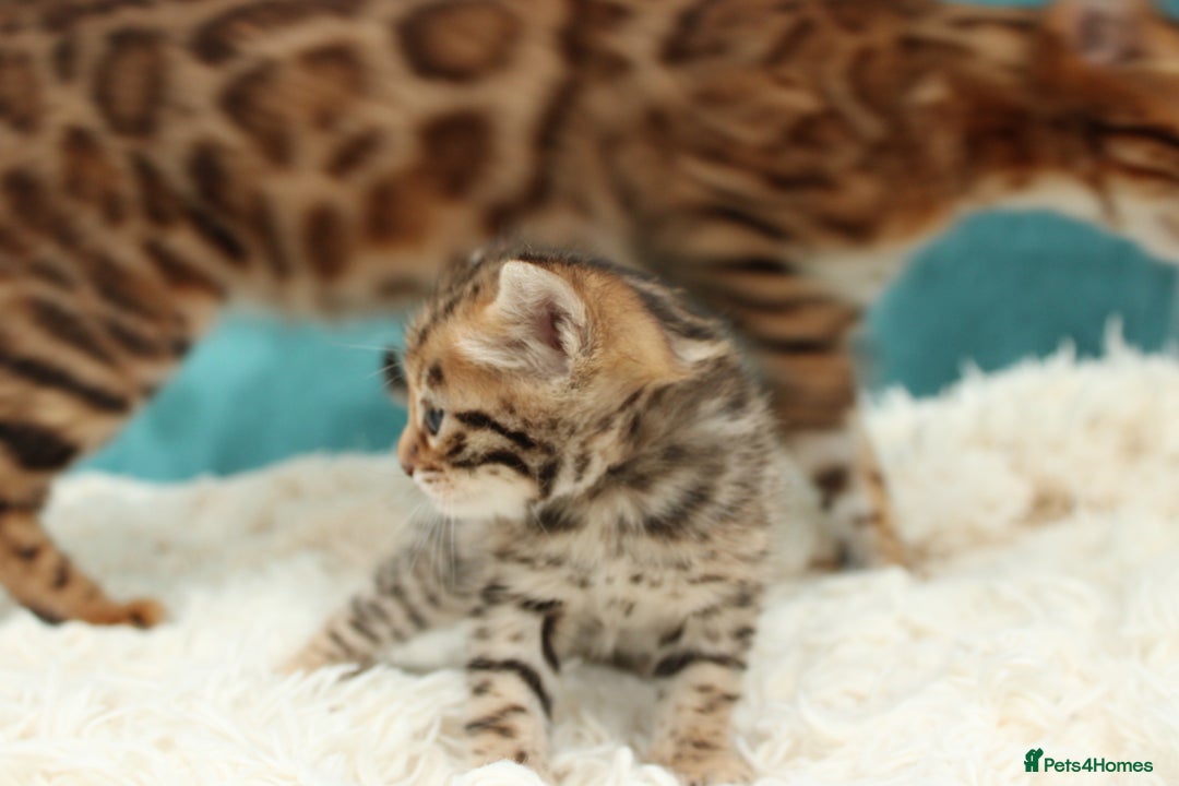Bengal cats for sale: 🔥Beautiful little bengal girl for reservation🔥 - Image 2