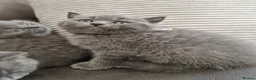 British Shorthair cats for sale: British shorthair blue BSH kittens - Advert 3