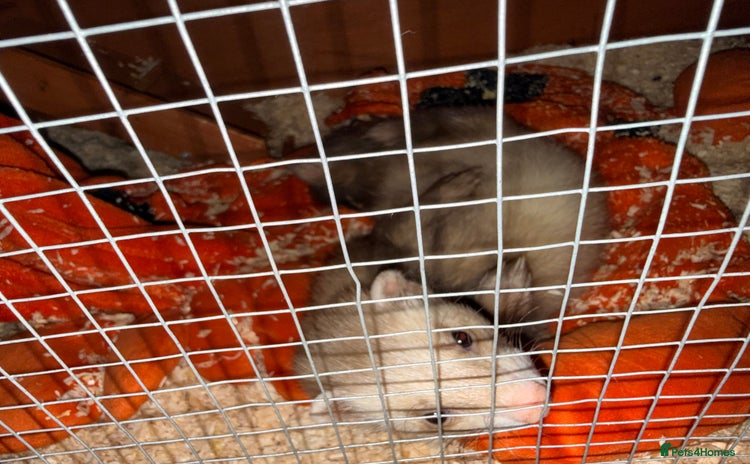 Ferret rodents - Advert 1
