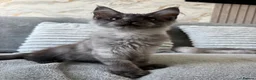 Maine Coon cats for sale: 🐾Beautiful Black Smoke Maine Coon Girl 🐾 - Advert 12