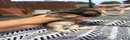 Mini Lion Lop rabbits for sale: Mini lion lops  - Advert 14