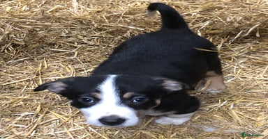 Smooth Collie dogs Male Collie Pups age 10 weeks - Advert 12