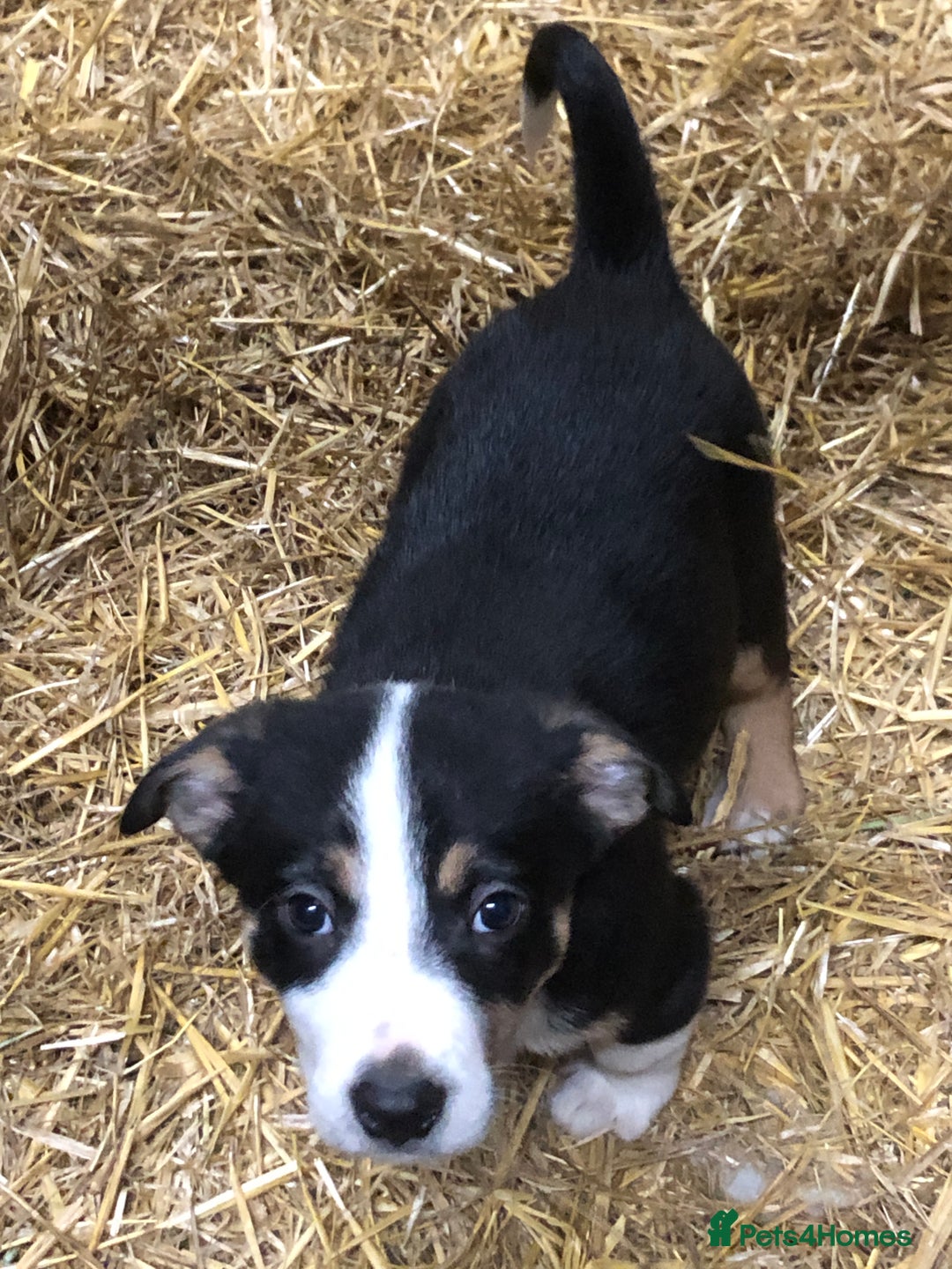 Smooth Collie dogs for sale: Male Collie Pups age 10 weeks - Advert 2