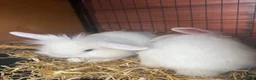 Mixed Breed rabbits for sale: Lion lop babies for sale  - Advert 9