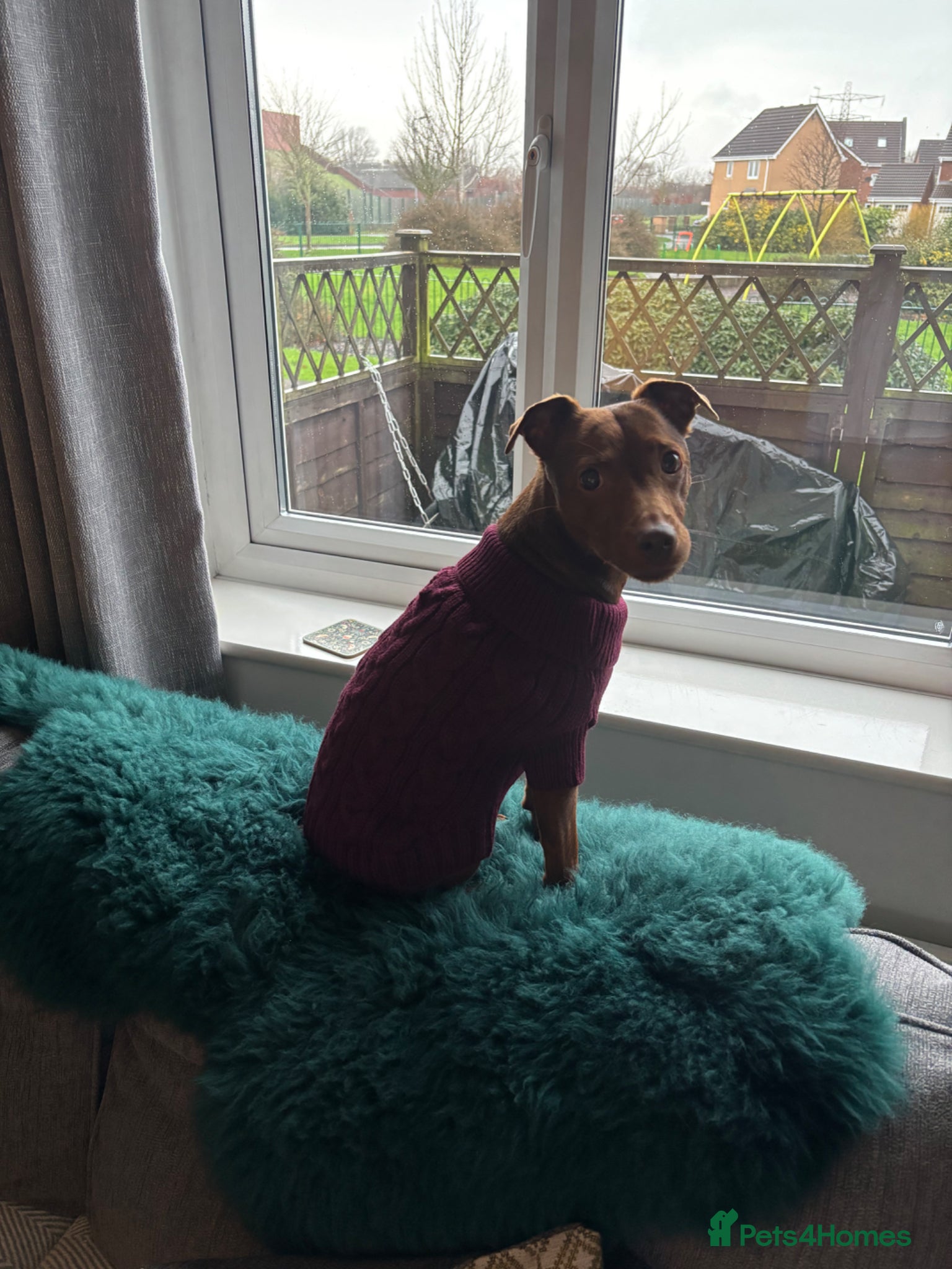 Patterdale Terrier dogs Female patterdale for rehoming - Advert 5