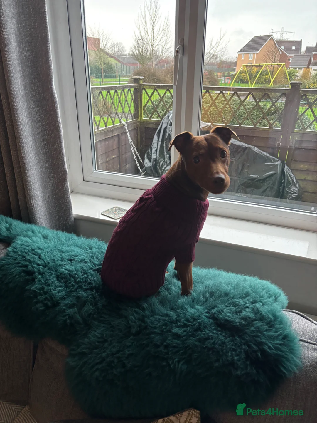 Patterdale Terrier dogs for sale: Female patterdale for rehoming - Advert 1