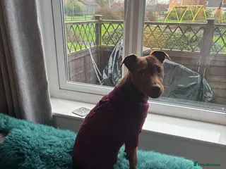 Patterdale Terrier dogs Female patterdale for rehoming - Advert 5