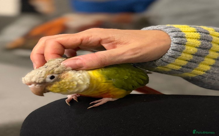 Conures birds - Advert 2