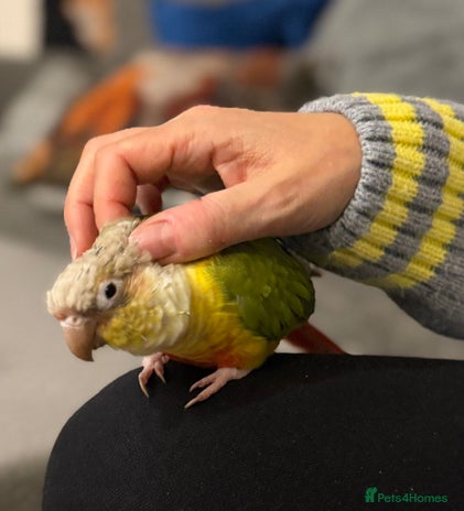 Conures birds - Advert 2