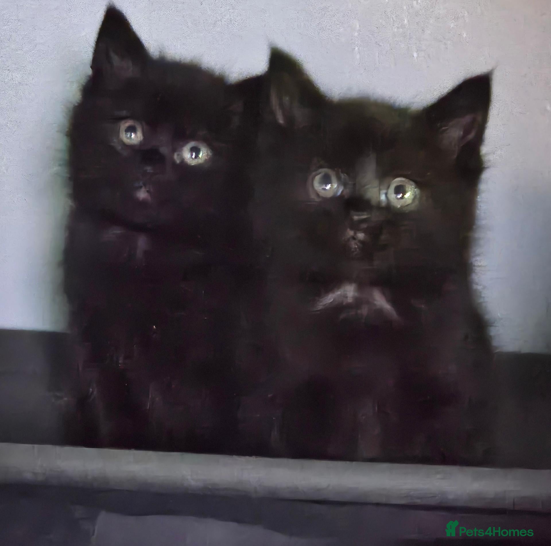 Maine Coon cats Beautiful black fluffy kittens - Advert 16