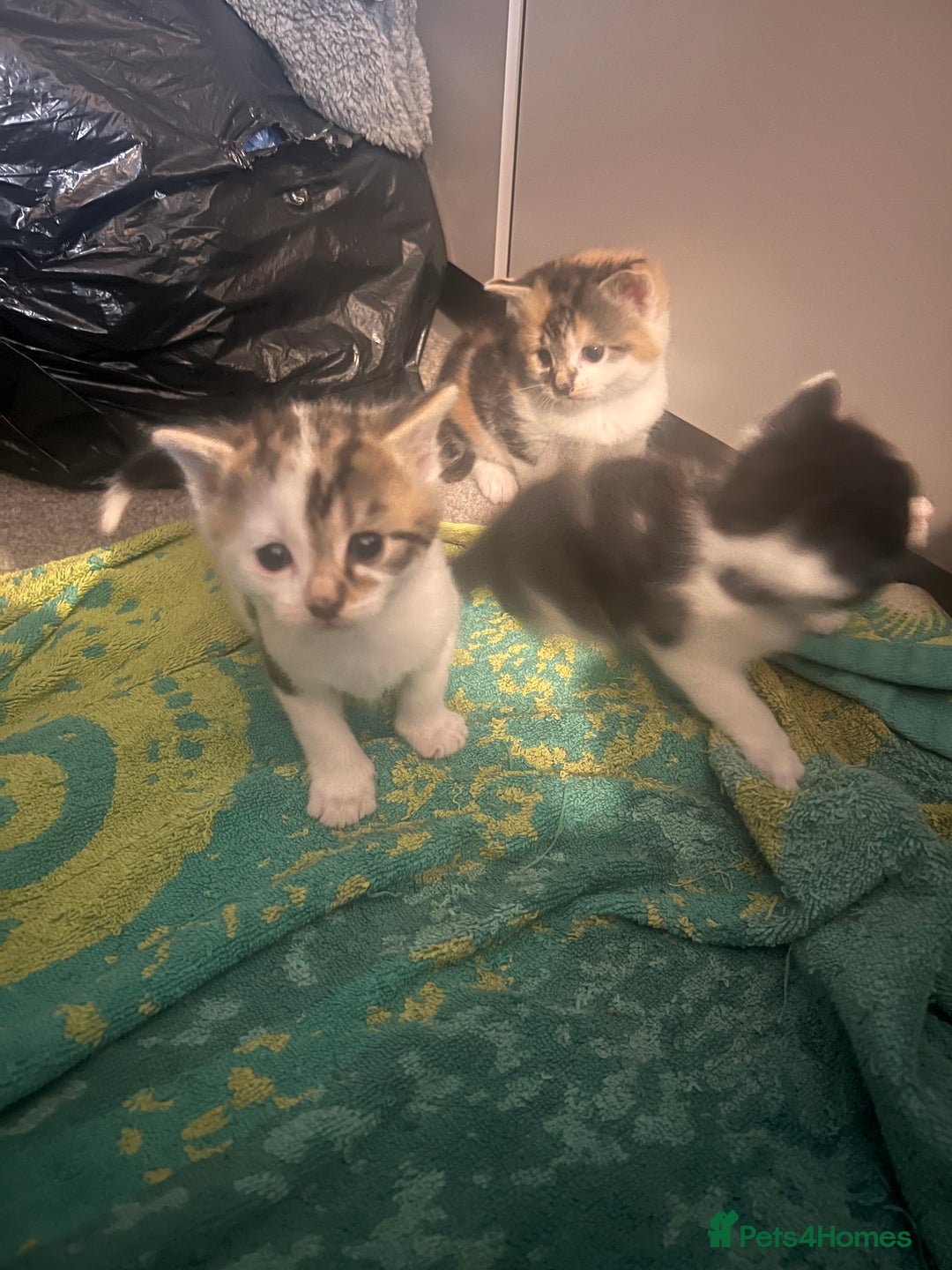 Mixed Breed cats for sale: 5 beautiful kittens  - Image 13